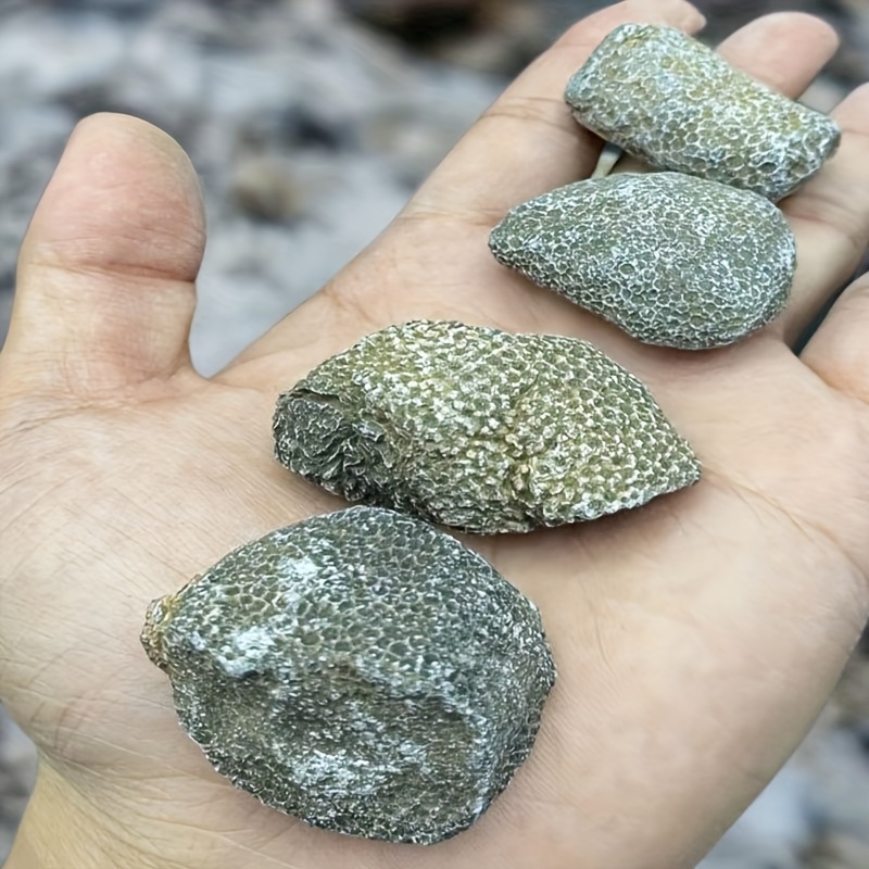 1개 천연 산호석 어항 및 수족관용 자연스러운 무작위  - Aquarium Marine Rock 리뷰 및 가격