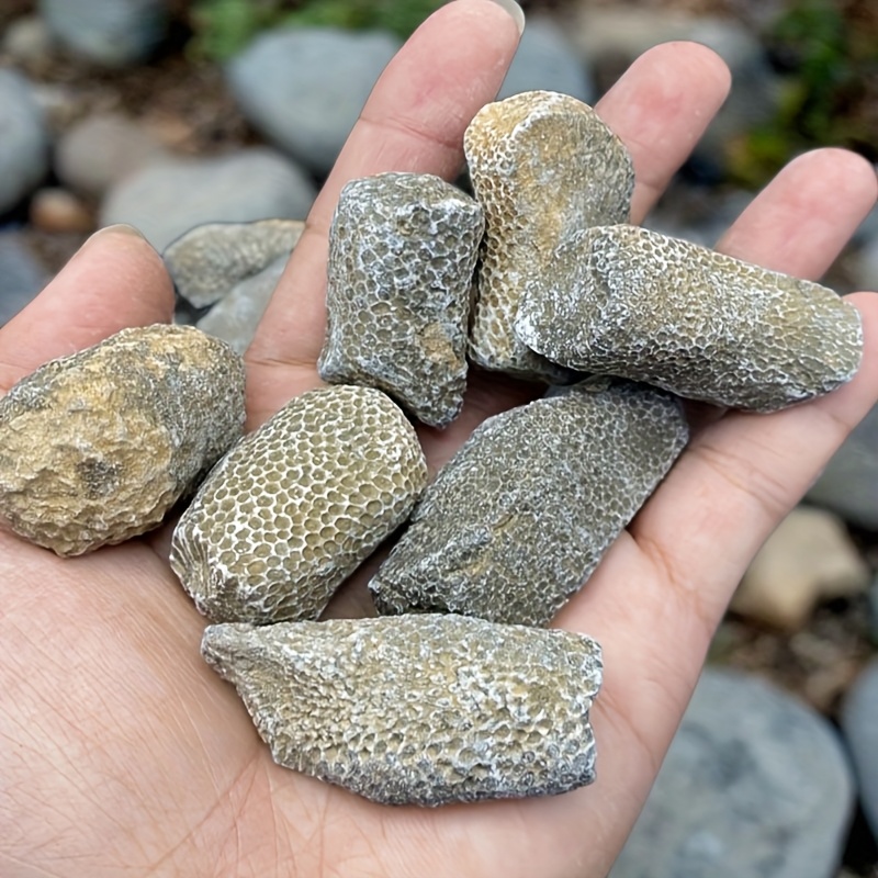 1개 천연 산호석 어항 및 수족관용 자연스러운 무작위  - Aquarium Marine Rock 리뷰 및 가격